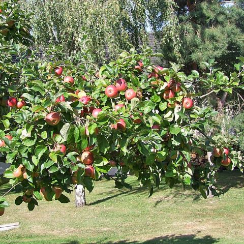 Bauerngarten-am-Hotel-Apfelbaum-mit-Fruechten.jpg